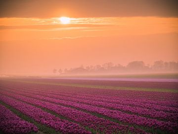 Tulpen bij mist van Martijn Tilroe