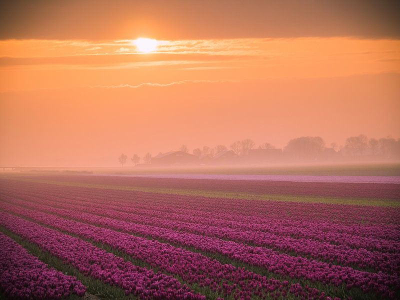 Tulpen bij mist van Martijn Tilroe