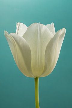 Eenvoud in zachte kleuren: Een tulp met turquoise achtergrond van Marjolijn van den Berg