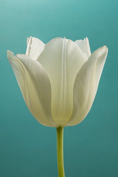 Schlichtheit in sanften Farben: Eine Tulpe mit türkisfarbenem Hintergrund von Marjolijn van den Berg