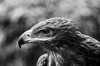 steppes eagle