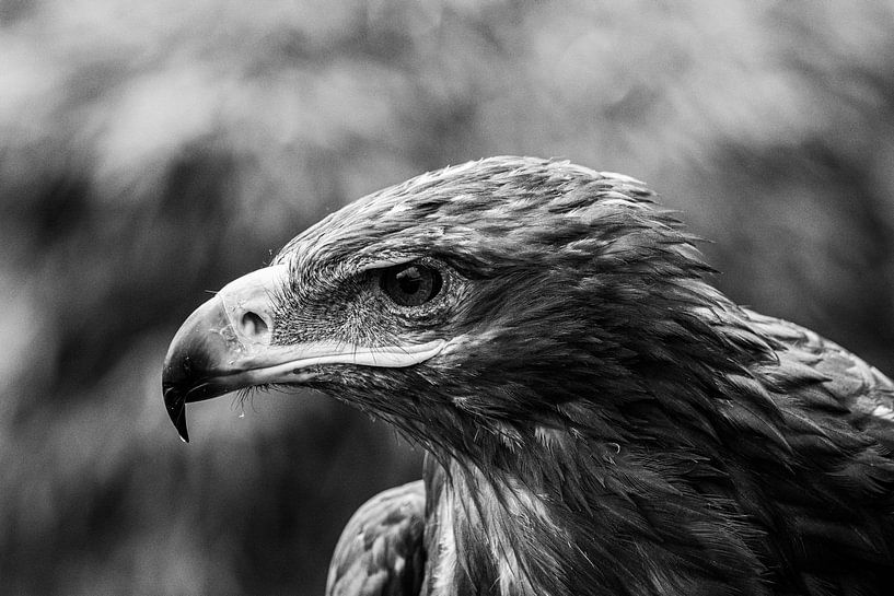 Steppenadler von Edwin Hoek