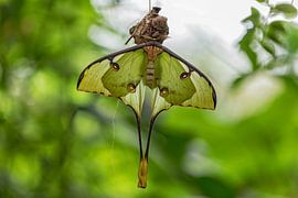 argema mimosae by gea strucks