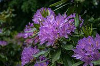 close up of a purple flower of a rododendron by Patrick Verhoef thumbnail