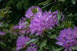 Nahaufnahme einer violetten Rhododendronblüte