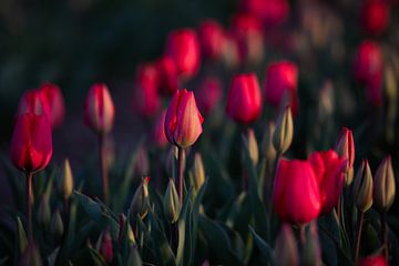 Avondrood boven het Tulpenveld van Peter Kuipers