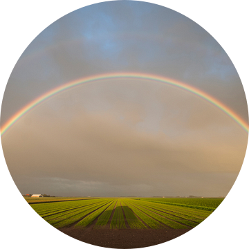Rainbow  /  Regenboog boven de polders van Waddeneiland TexelTexel van Margo Schoote