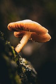 Mushroom on a tree trunk in the autumnal woods of Den Treek