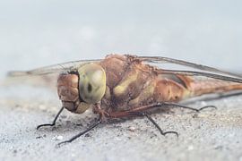 Face à face avec une libellule – photographie macro sur Elianne van Turennout