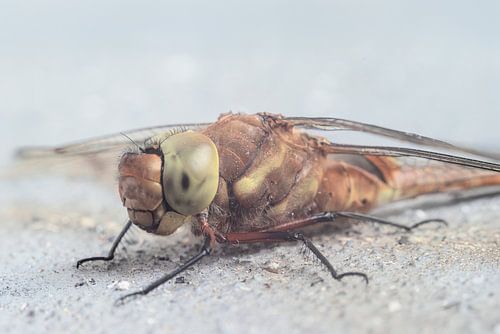 Oog in oog met een libel – macrofotografie