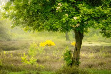 Frühling mit diesem frischen grünen Baum im Hatertse Vennen von Michel Seelen
