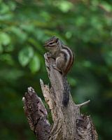 Siberian ground squirrel on tree trunk