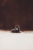 View from the stillness - Duck in the golden evening light