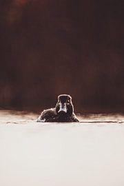 Blick aus der Stille – Ente im goldenen Abendlicht