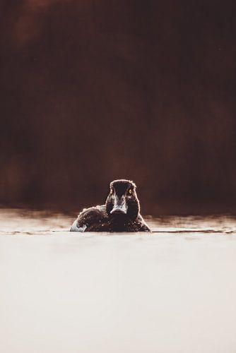 Uitzicht vanuit de stilte - Eend in het gouden avondlicht