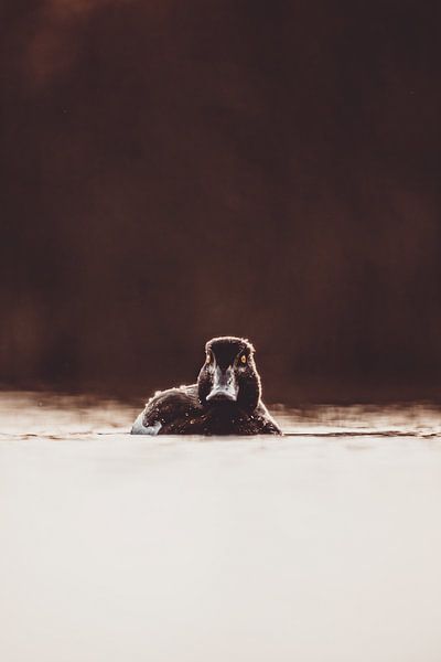 View from the stillness - Duck in the golden evening light by Thorsten Güttes / 25pictures