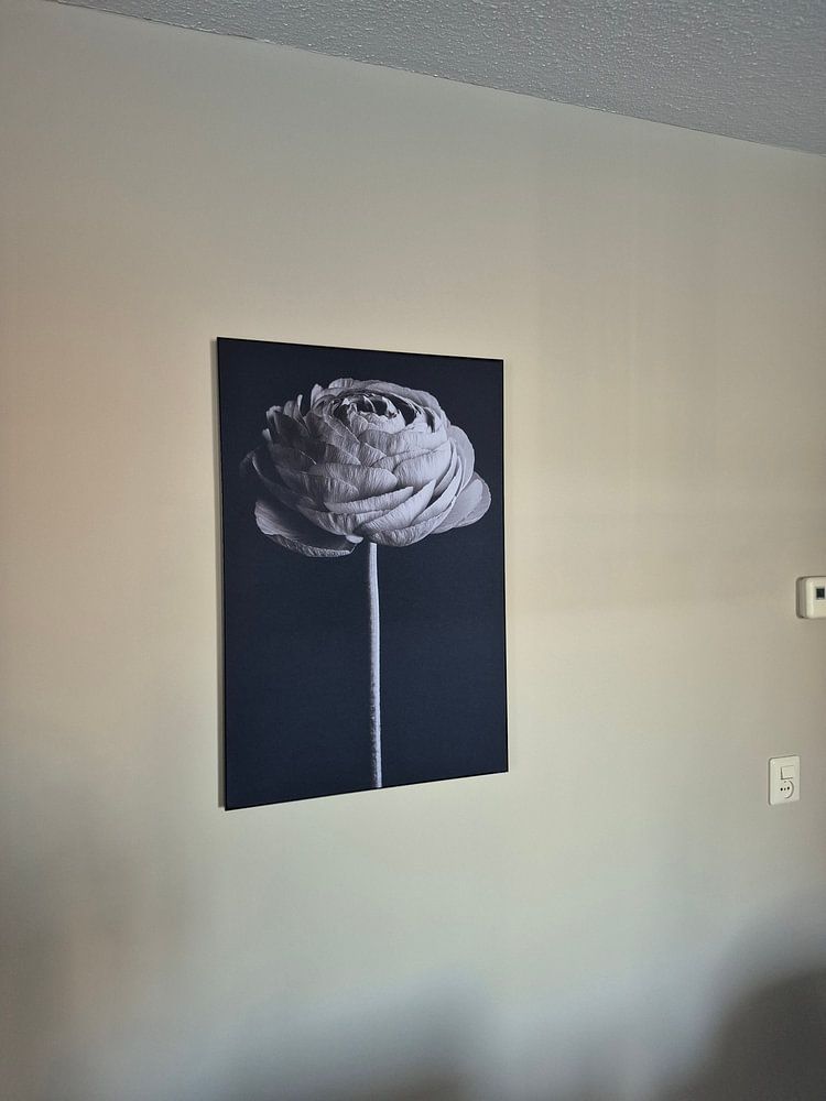 Ranunkel  von Steffen Sebastian Schäfer 