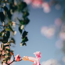 Fleur rose sur Dave Adriaanse