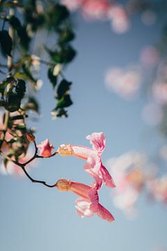 Roze bloem van Dave Adriaanse
