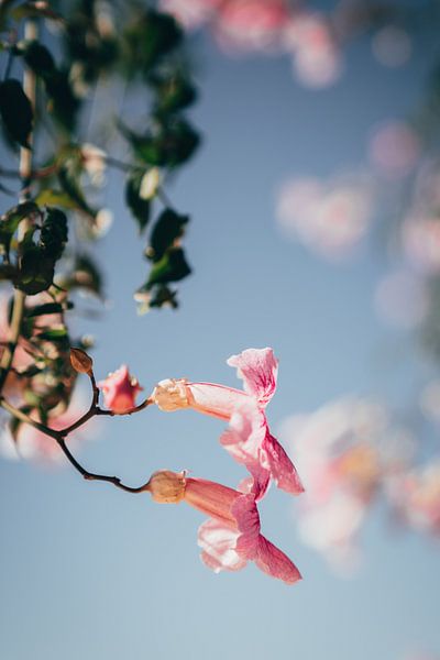 Beruhigende Blüte unter dem blauen Himmel von Dave Adriaanse - Photography