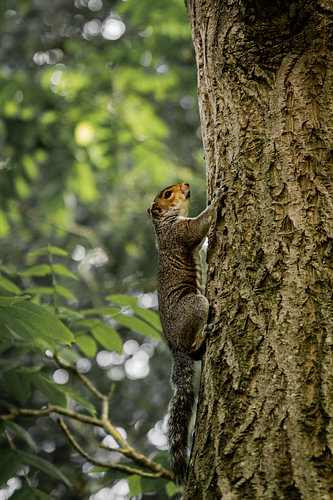 Ein Eichhörnchen, das im Botanischen Garten von Edinburgh einen Baum hinaufklettert