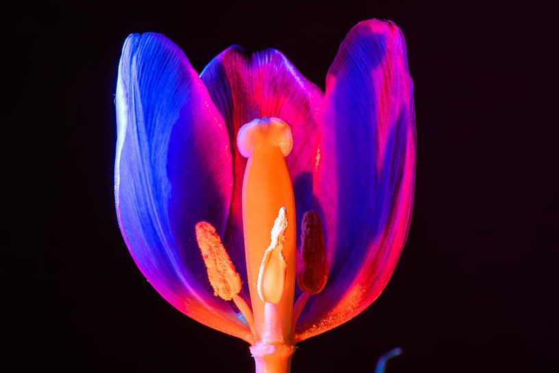 Geisteransicht Tulpe von René van der Horst