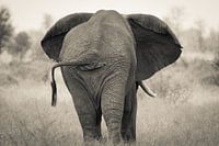 African elephant from behind