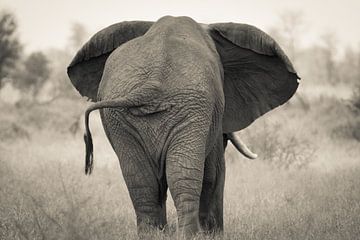 Afrikaanse olifant van achteren van Stephan Tamminga