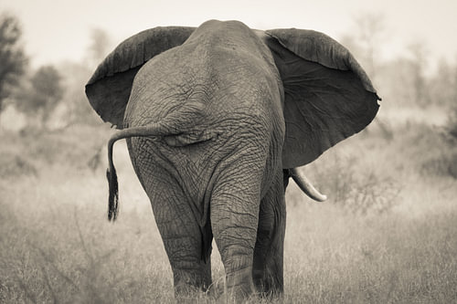 Afrikanischer Elefant von hinten