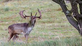 Tierfotografie - Bronzierter Damhirsch... von Bert v.d. Kraats Fotografie