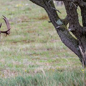 Animal photography - Bronzed fallow deer... by Bert v.d. Kraats Fotografie