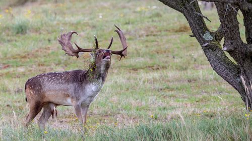 Dierenfotografie - Bronstige damherten...