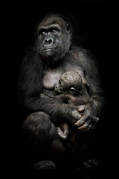 Mère singe gorille (ou sa soeur) allaite son petit bébé, scène mignonne. fond noir isolé. par Michael Semenov