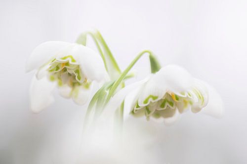 Connected (Double Snowdrop in intimate embrace)