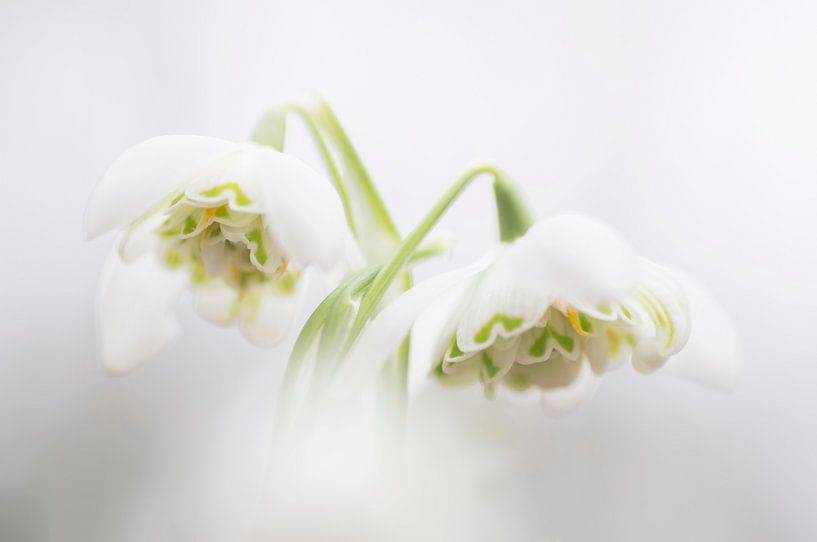 Connected (Double Snowdrop in intimate embrace) by Birgitte Bergman