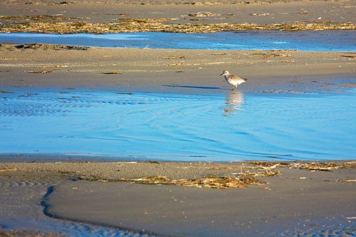 Tureluur waadt door de wadden