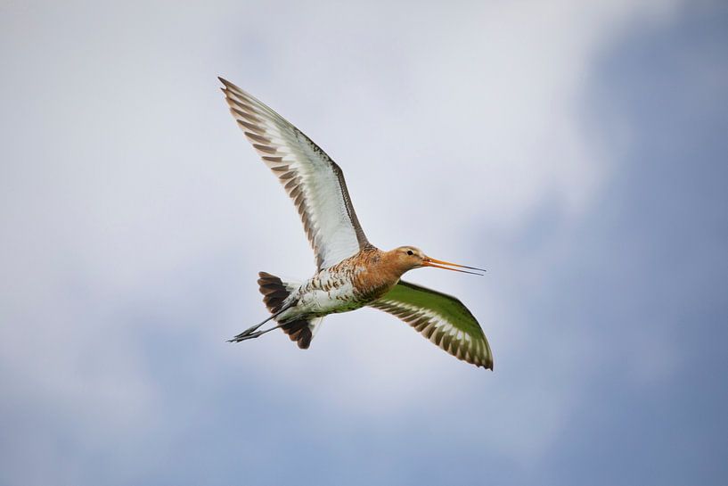 Flying Black-tailed Godwit by Thomas Thiemann