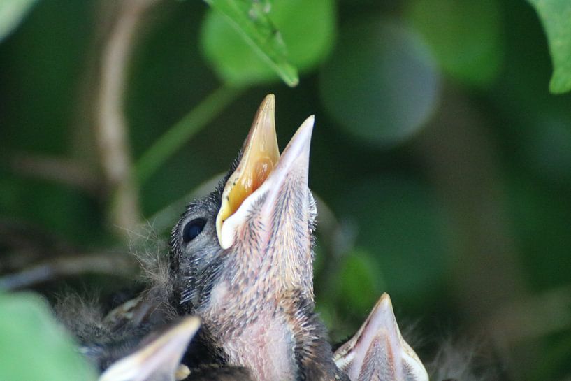 Amselküken in einem Vogelnest in Deutschland von Lau de Winter