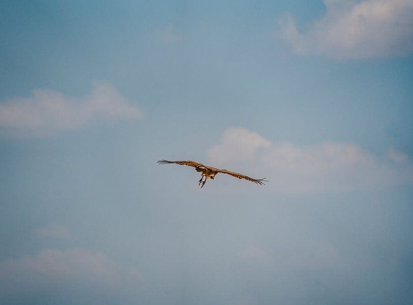 Flying vulture in Namibia, Africa by Patrick Groß