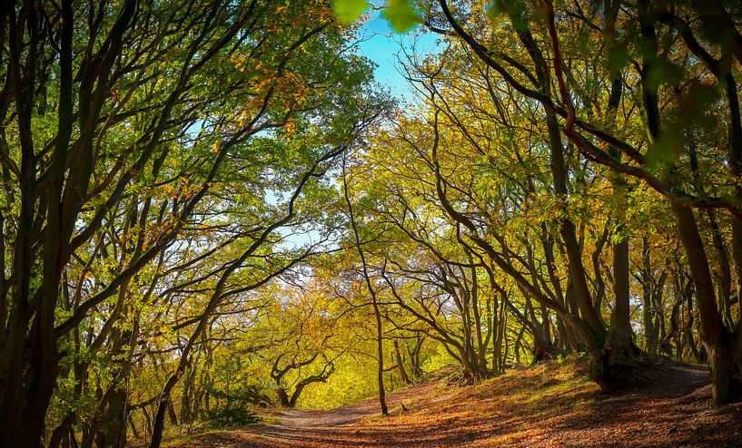 Herbst-Panorama von Dennis Carette