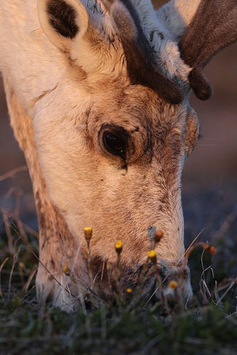 Canadian woodland caribou  Newfoundland, Canada