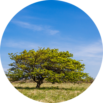 Landschap met boom bij Altbessin op het eiland Hiddensee van Rico Ködder