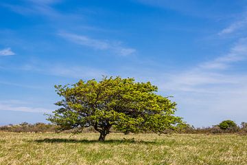 Landschap met boom bij Altbessin op het eiland Hiddensee van Rico Ködder