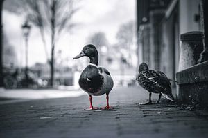 Amsterdam in the Netherlands is not just black and white