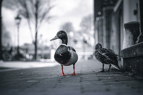 Amsterdam in the Netherlands is not just black and white