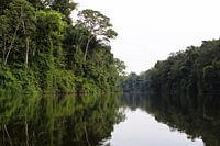 Rivière dans la forêt tropicale amazonienne (1)