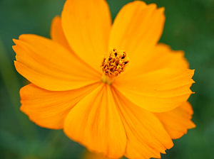 Gelbe Cosmo-Blume
