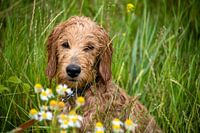 Natte Mini Goldendoodle zit in een weiland met kamillebloemen.
