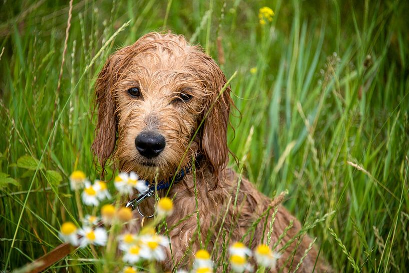 Natte Mini Goldendoodle zit in een weiland met kamillebloemen. van Stephan Schulz