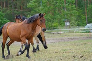Trakehner Feldmeyer und Rheinisch Deutsches Kaltblut Enzo